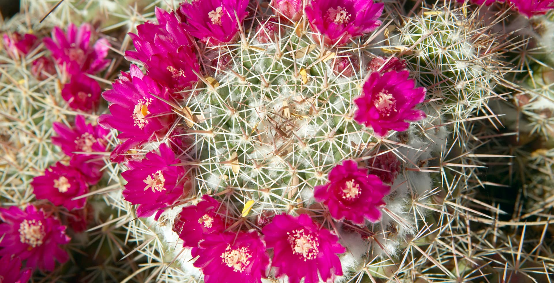 cactus flower