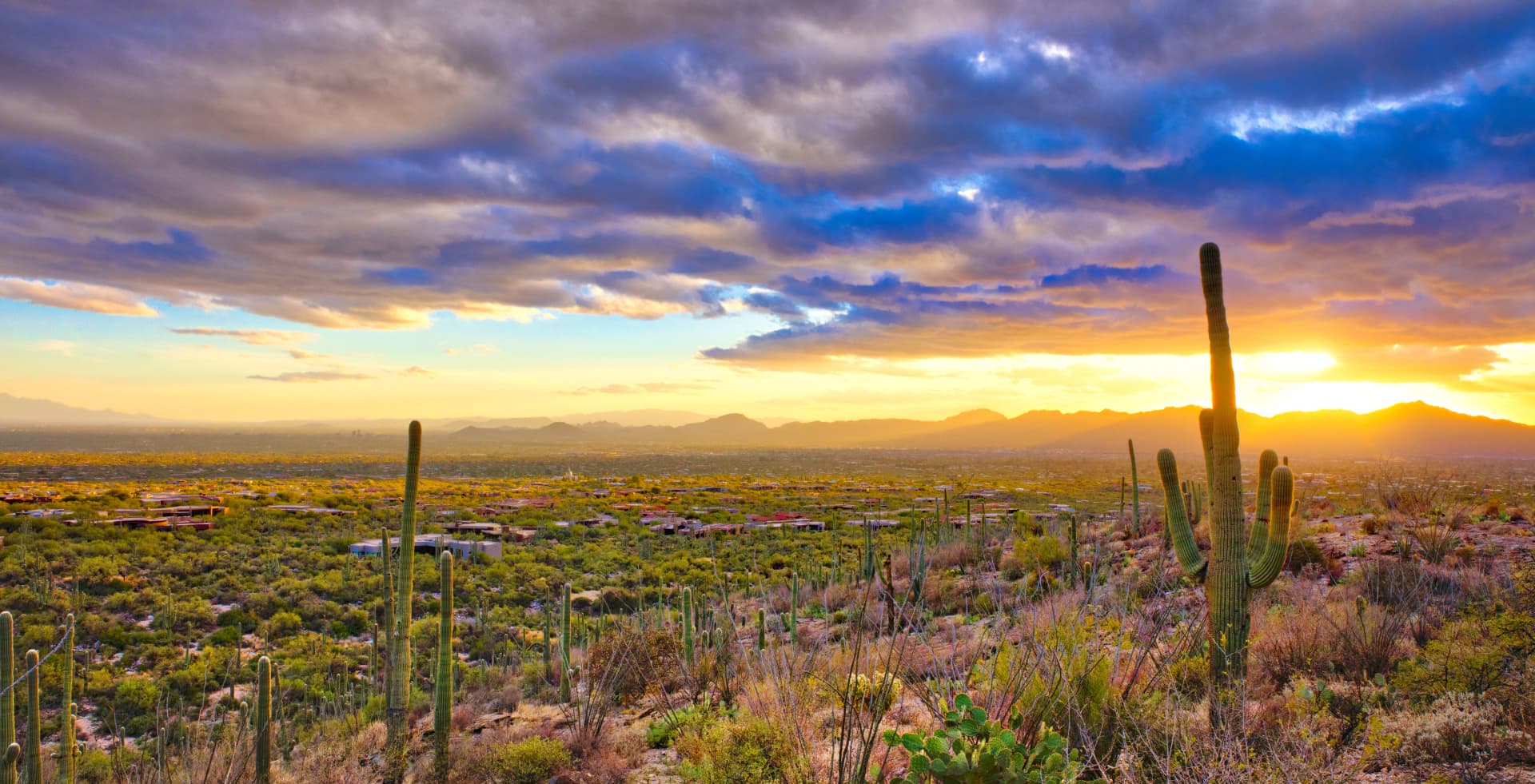 cactus in a desert