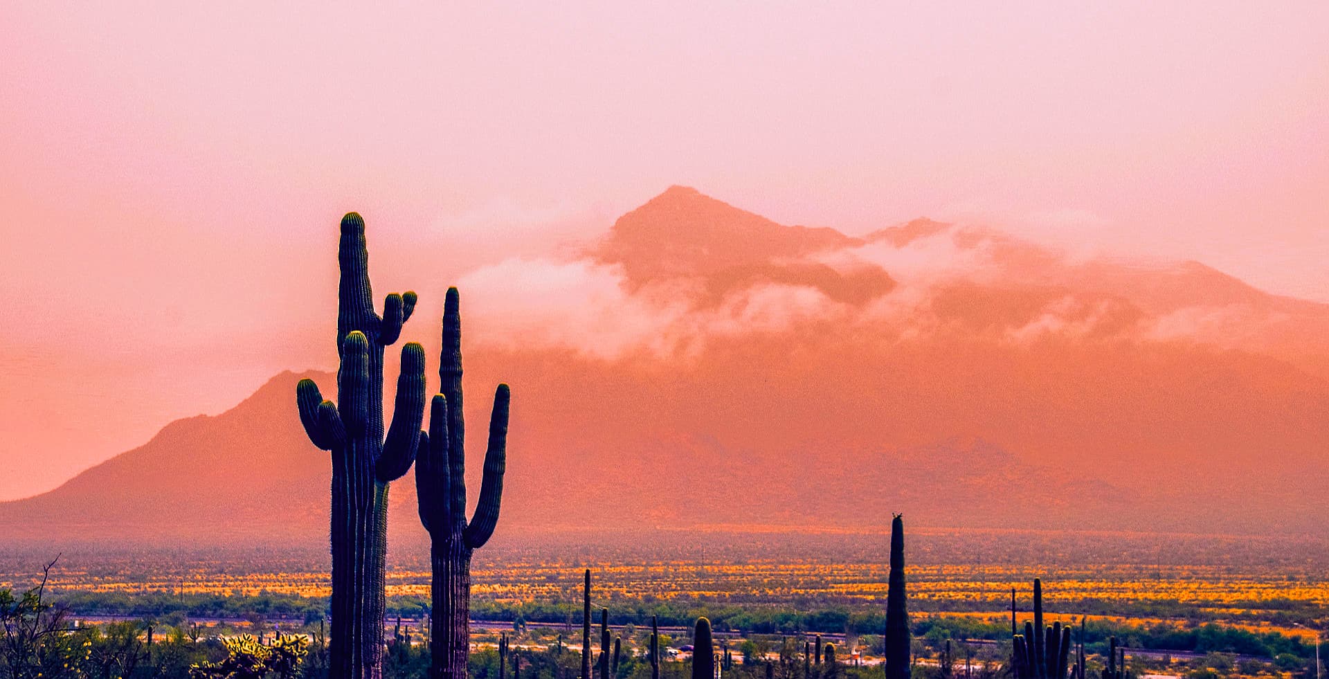 cactus in a desert