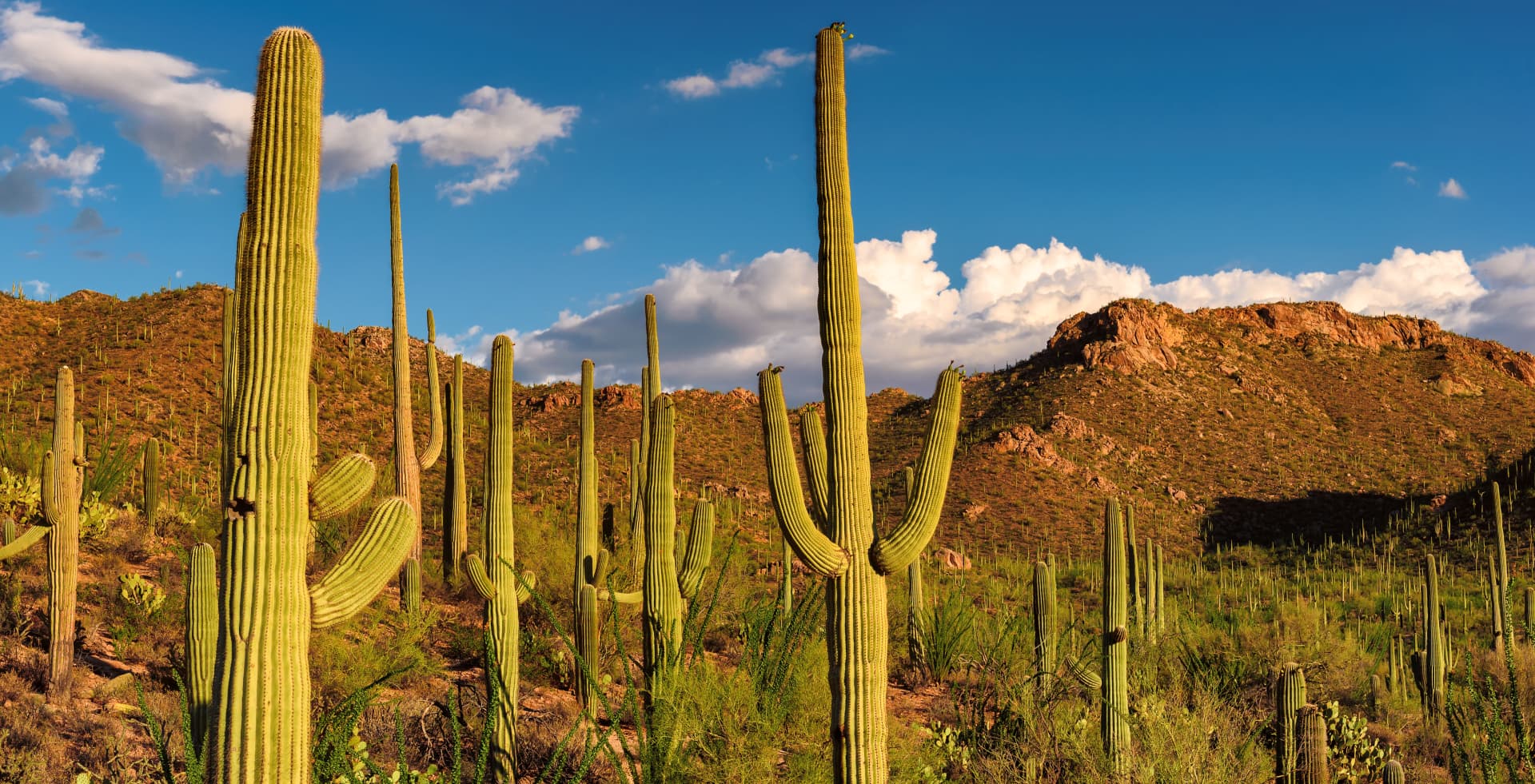 cactus in the desert