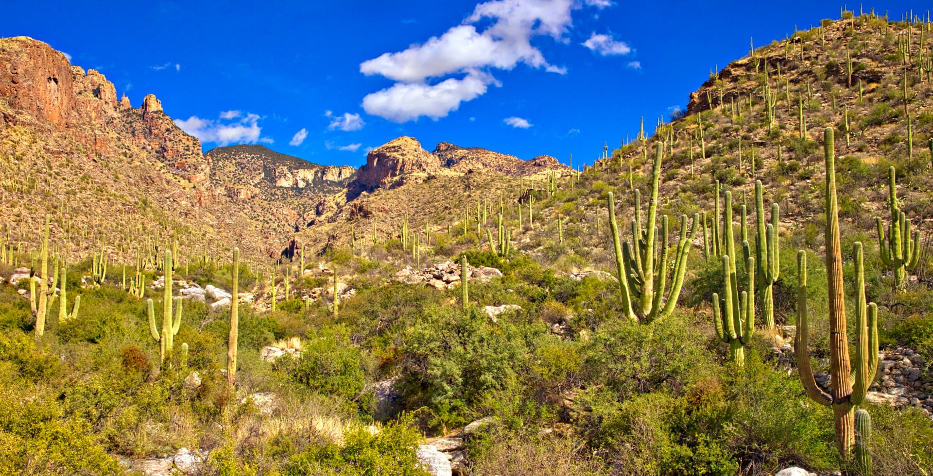 cactus in a desert