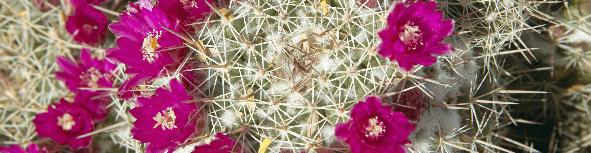 cactus in bloom in spring