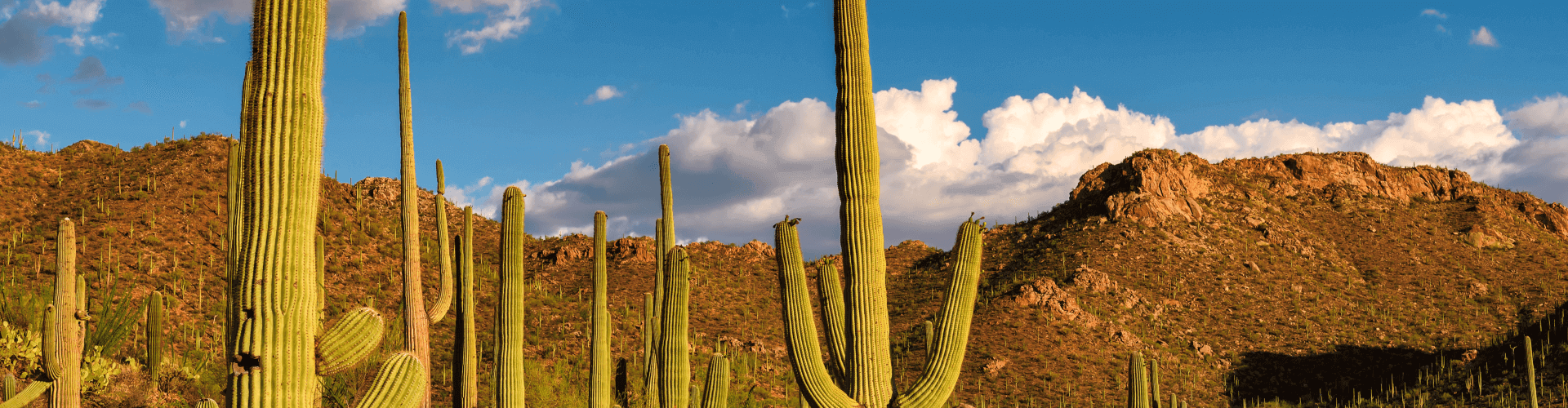 cactus at sunset