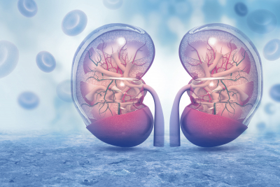 Human kidney cross section on scientific background.