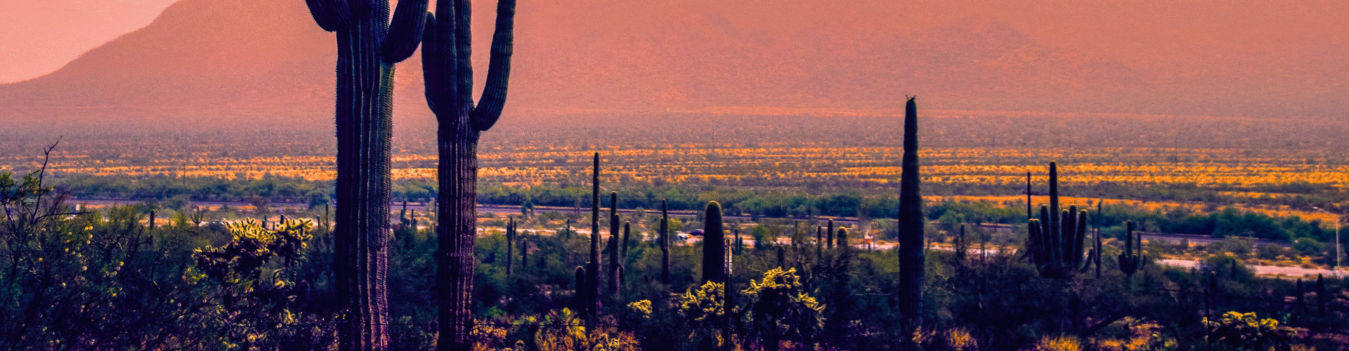 It is springtime in the desert