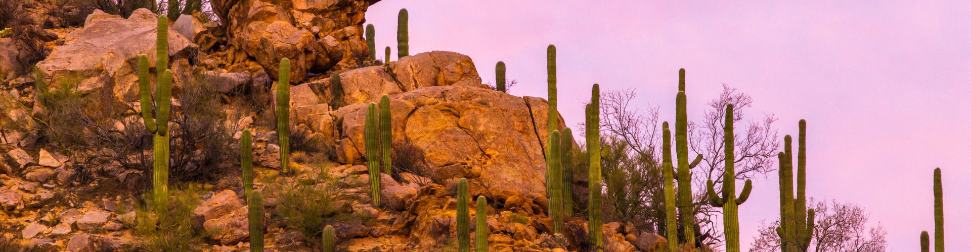 Pink Sunset Colored Sky Above Saguaro And Rock Formations At Hugh Norris Trailhead