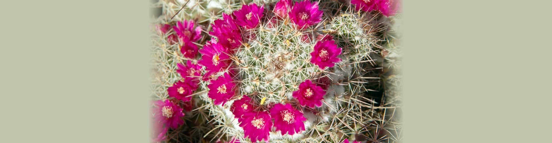 Cactus in bloom in spring, Saguaro National Park West, Tucson, Arizona