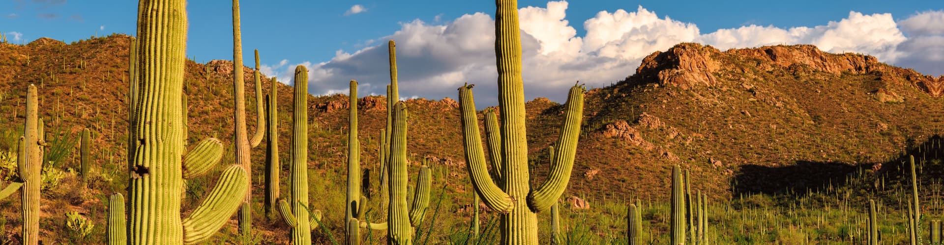 Saguaro Cactus at sunset in Saguaro National Park near Tucson, Arizona.