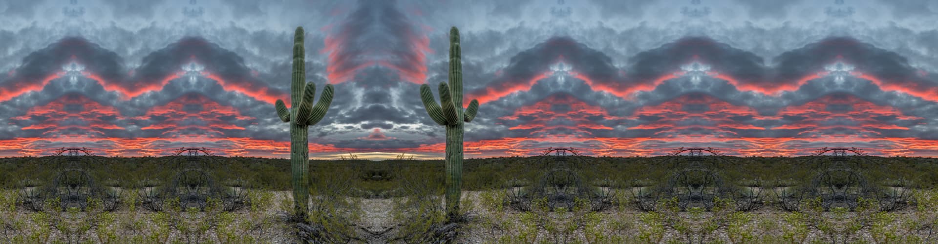 Sunset in Saguaro National Park Tucson