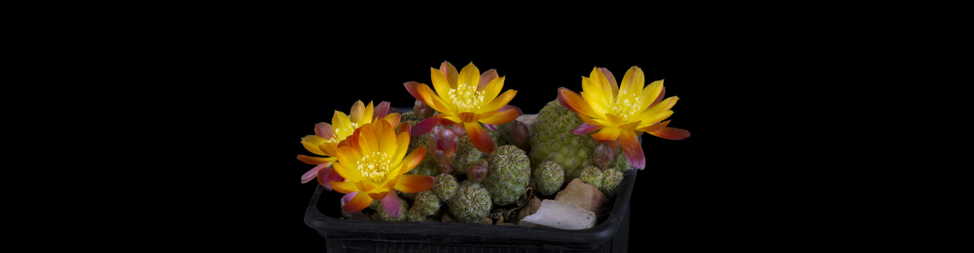 cactus in a pot